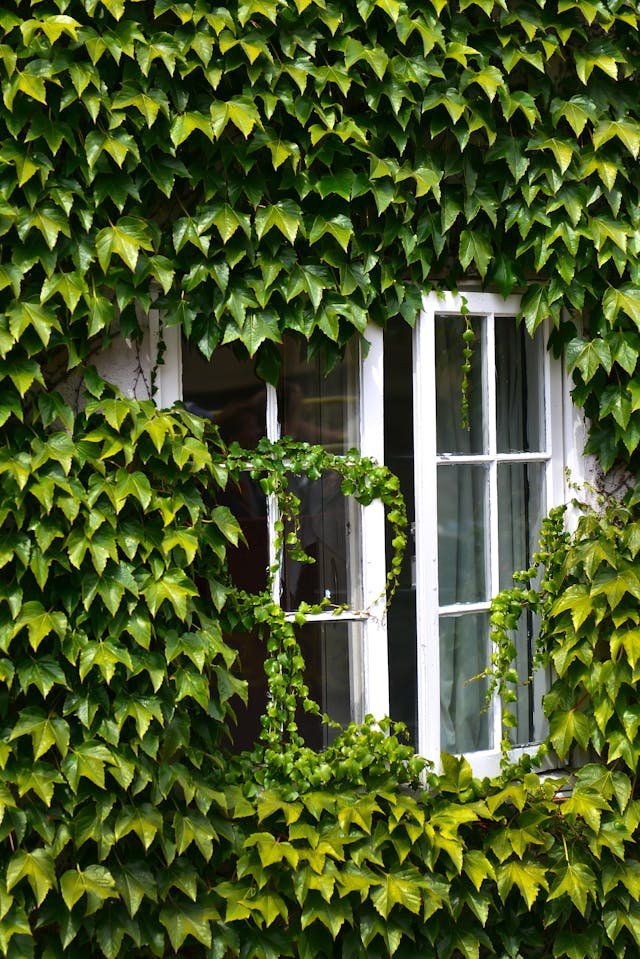 fönsterputsare Hässleholm (2)