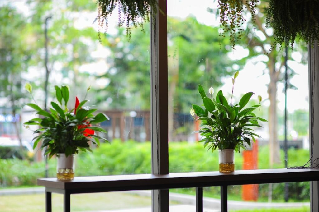 pexels-chipi1189-33964557